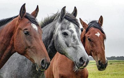 Medidas de seguridad para los caballos en las instalaciones hípicas