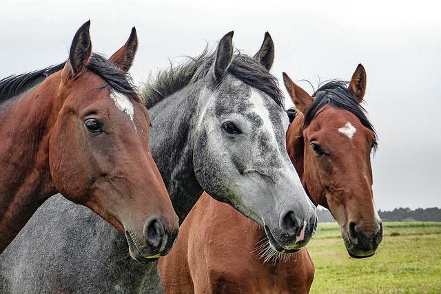Medidas de seguridad para los caballos en las instalaciones hípicas