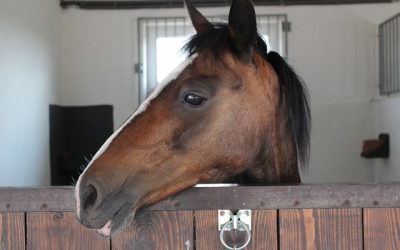 Qué no debe faltar en un box para caballos