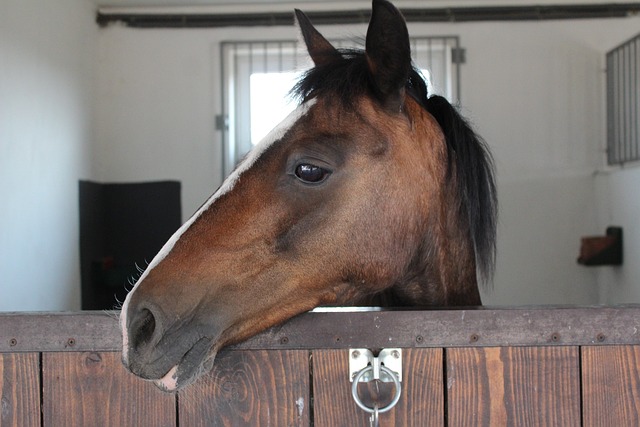 que no debe faltar en un box para caballo